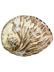 Concha Abalone Aprox. 11 x 13,5